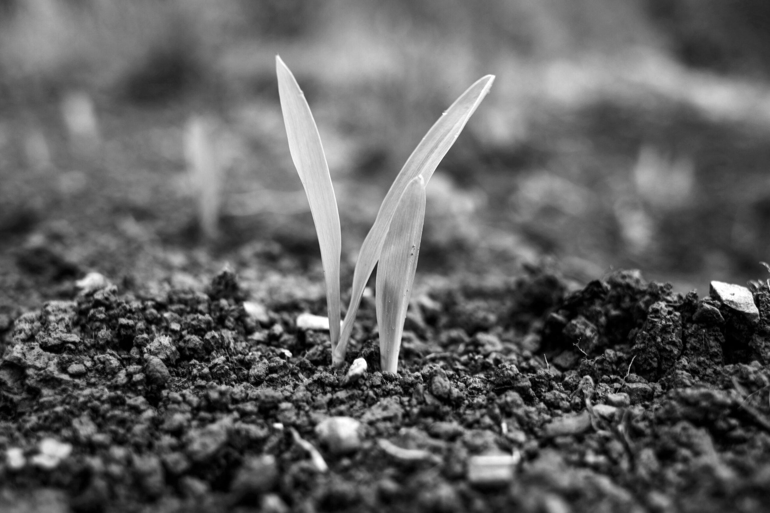 sprouting leaves in the dirt